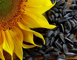 Урожай соняшнику на Луганщині зріс на 20%